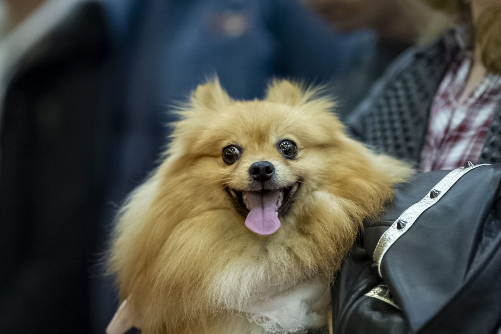 BUCURESTI - PET EXPO - ZIUA 2 - 2019O femeie tine in brate un catel in timpul Concursului canin de Look A Like in cadrul Targului dedicat animalelor de companie, PetExpo, desfasurat la Pavilionul Romexpo din Bucuresti, duminica, 14 aprilie 2019.