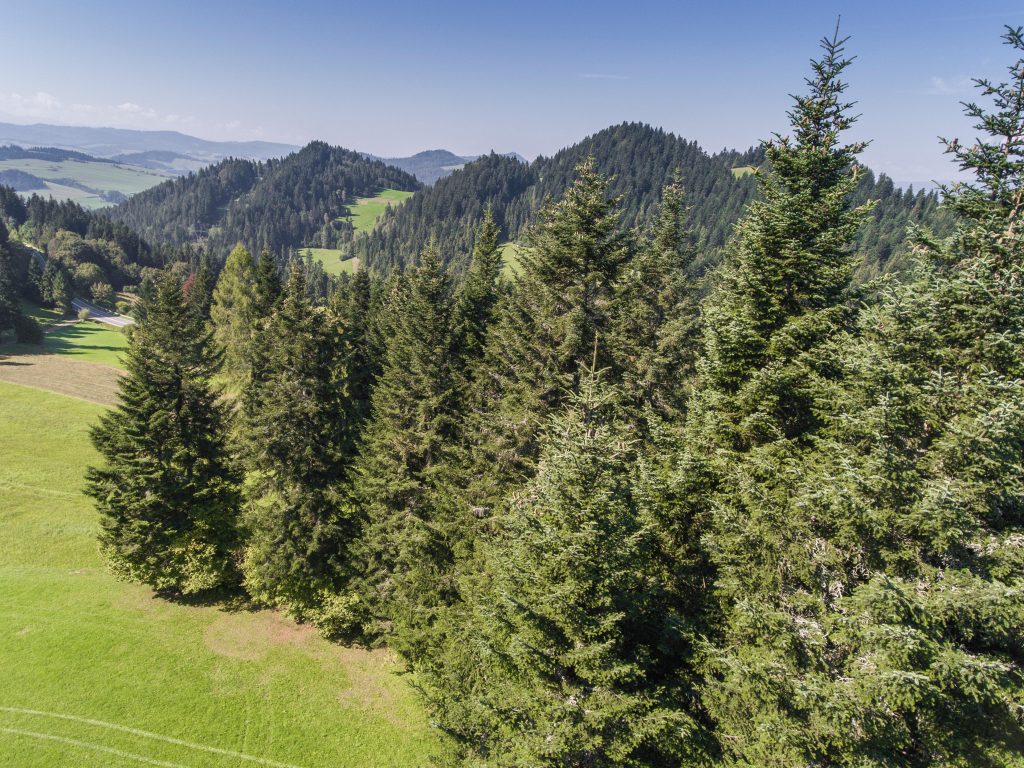 Pădurile ar putea fi salvate cu ajutorul dronelor