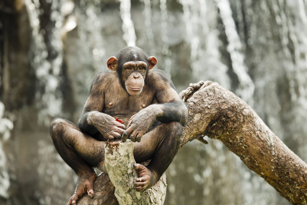 Un cimpanzeu stă pe o creangă la Zoo, în China