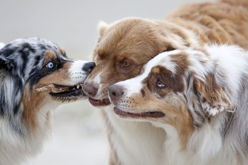 luptă câini
