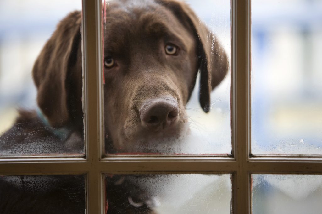 Un labrador își așteaptă stăpânul în spatele unui geam