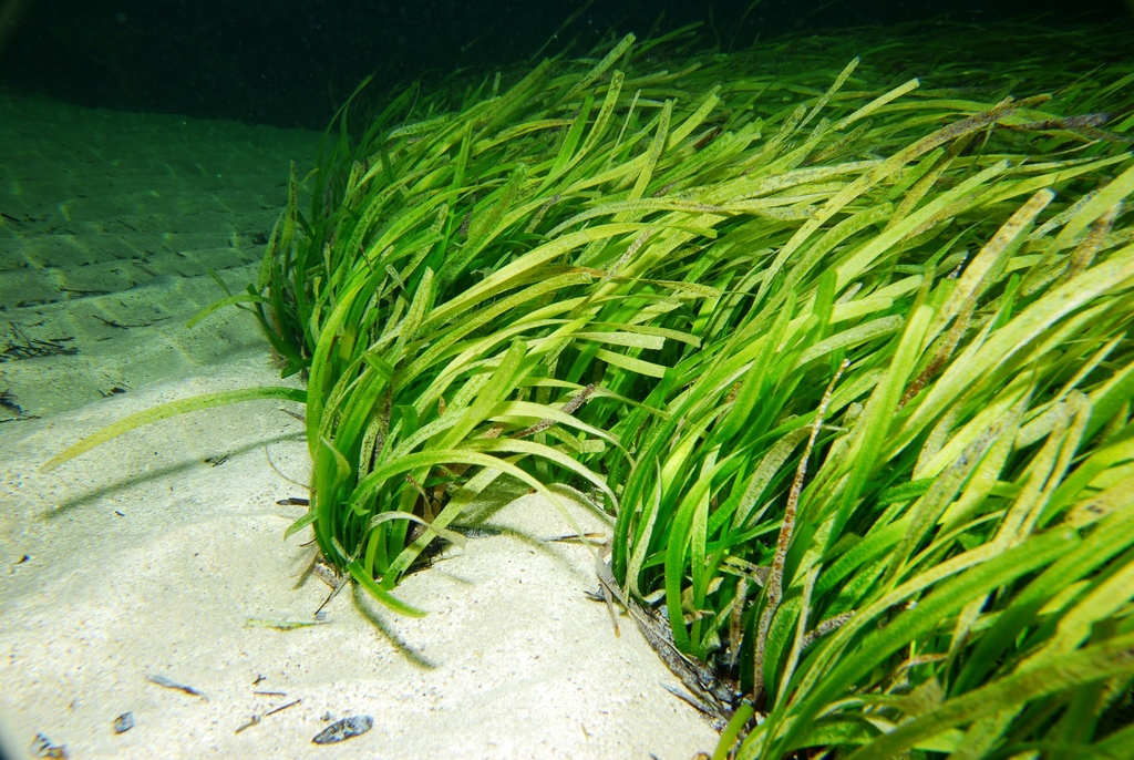 Posidonia australis